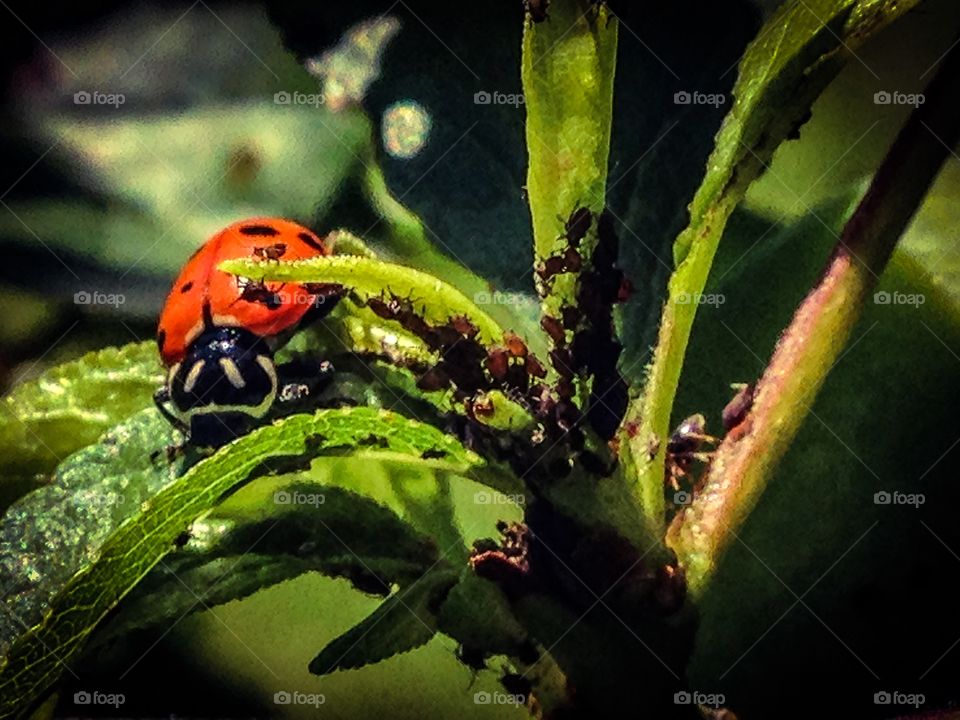 Ladybug on a plum tree