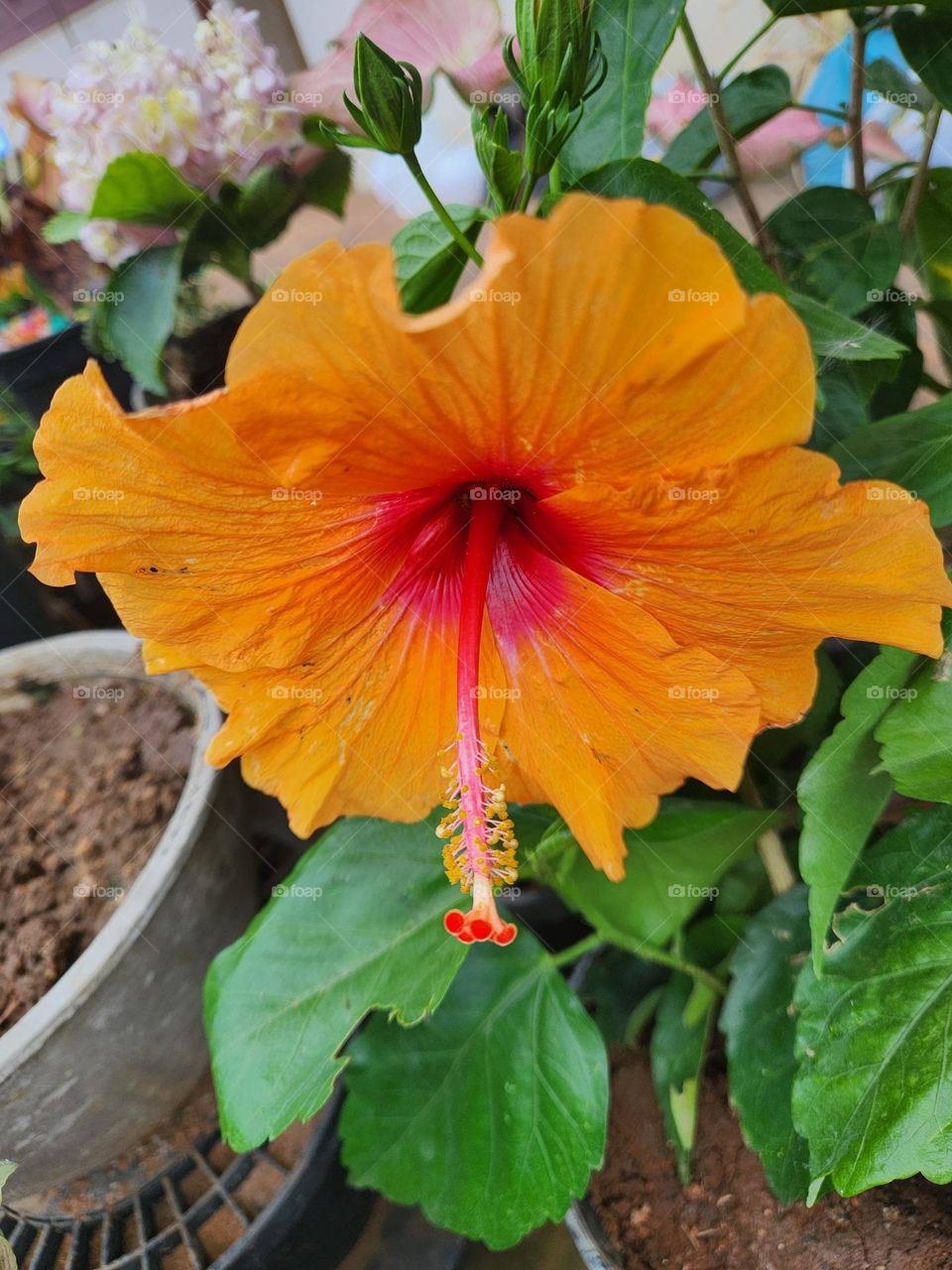 hibiscus