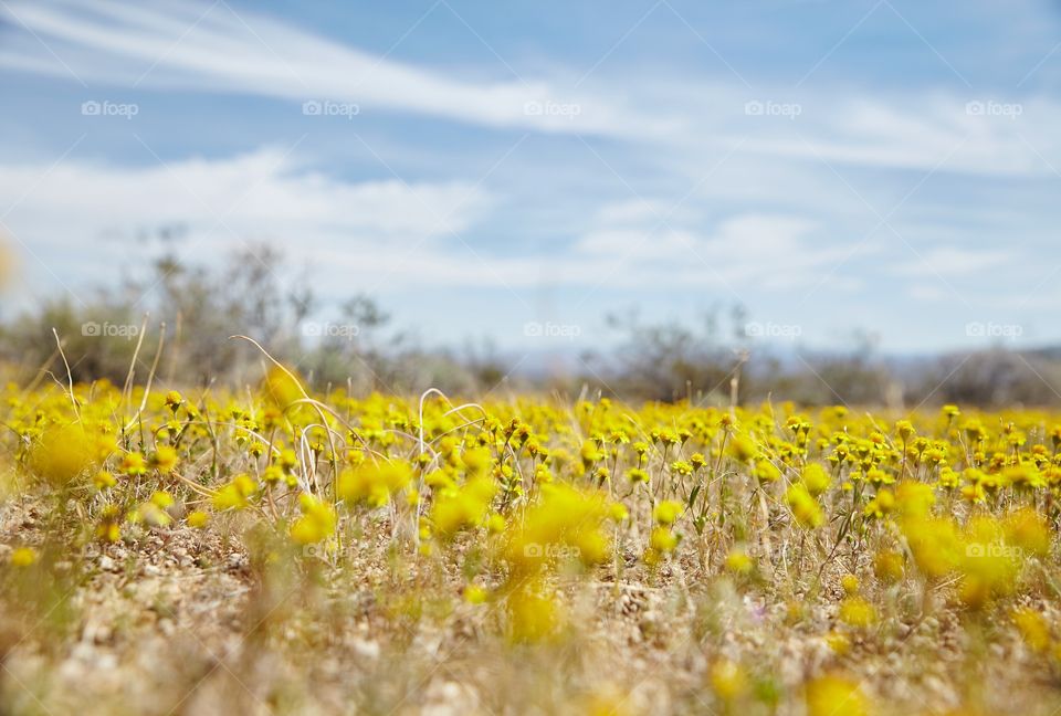 Death Valley during a rare superbloom