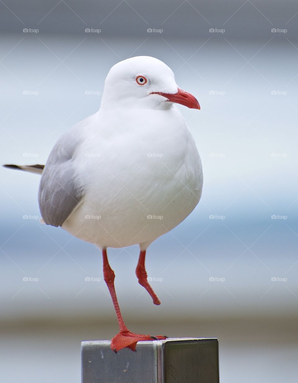 Perfect seagull, except for a missing leg