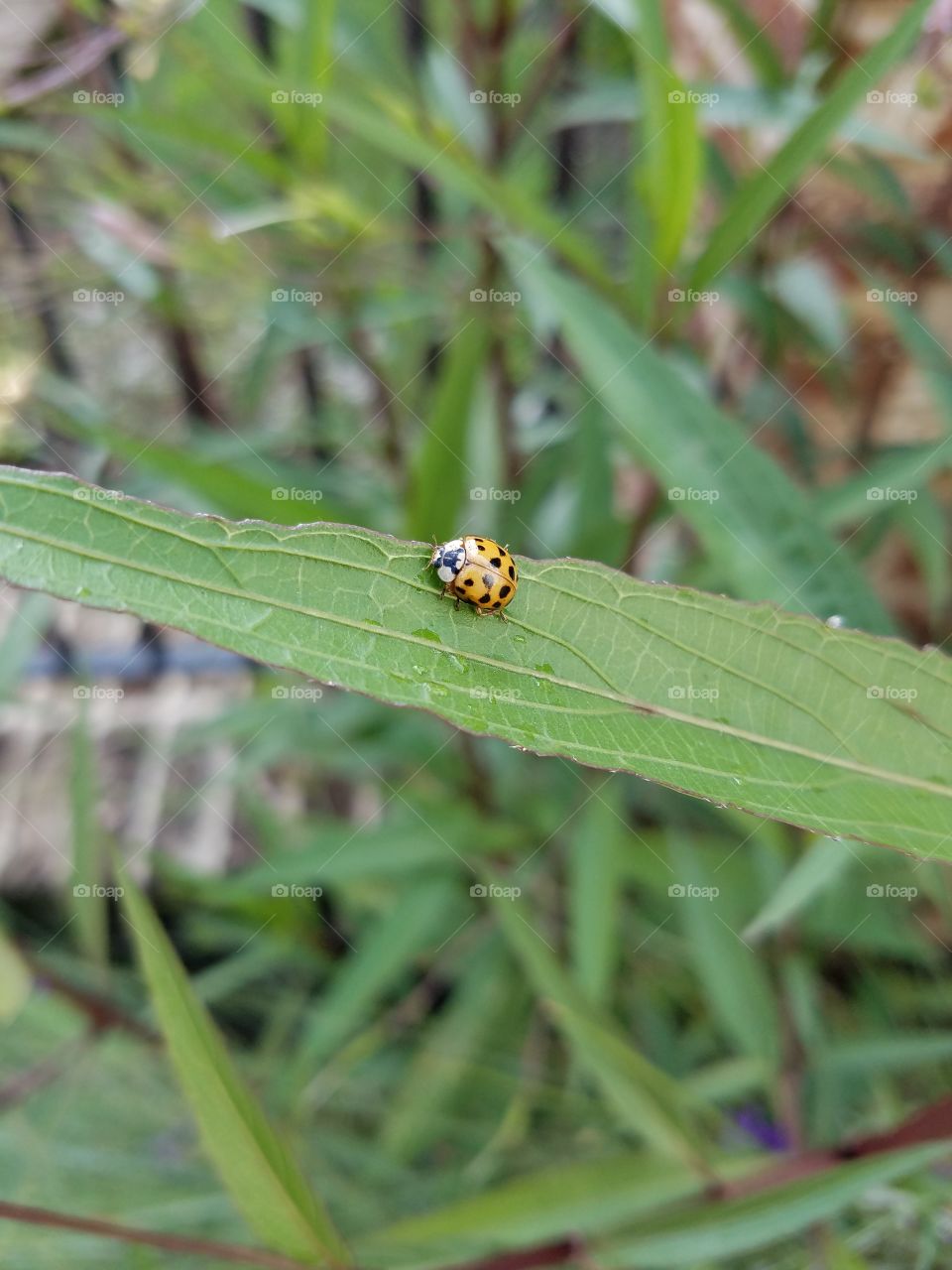 Ladybug