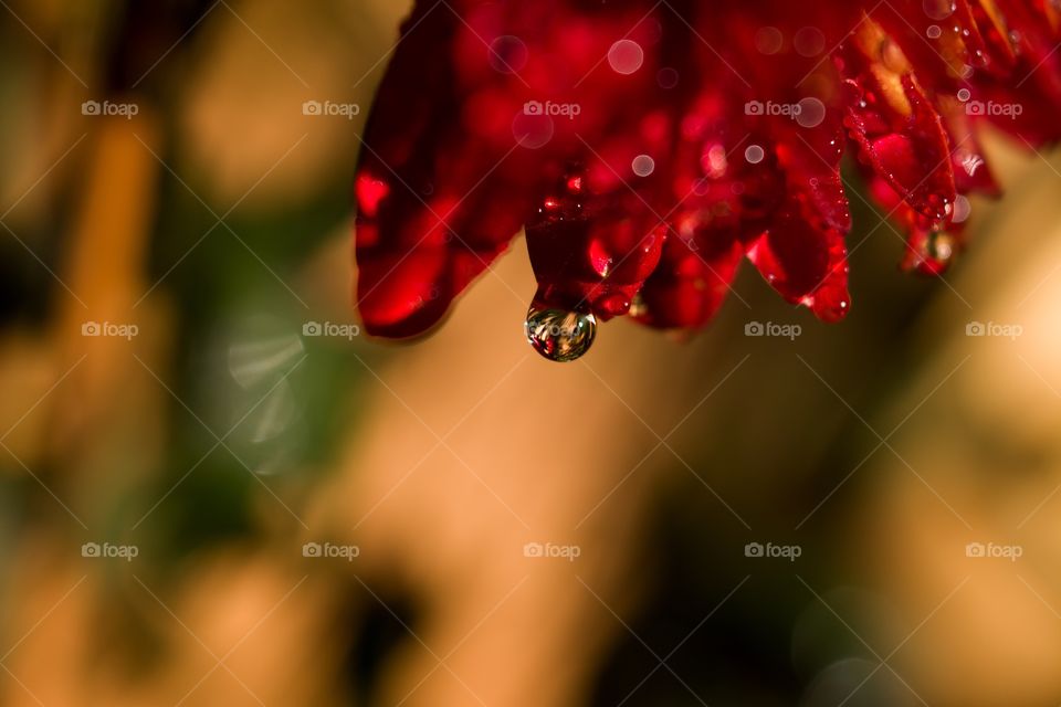 Water drops falling on petals