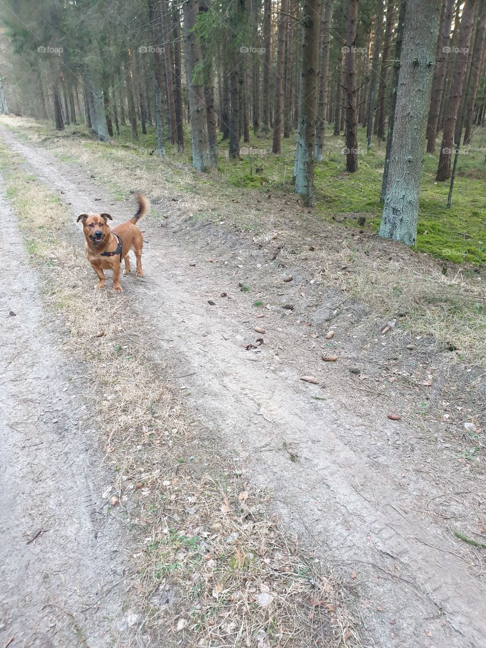 morning walk with dog on wood trail
