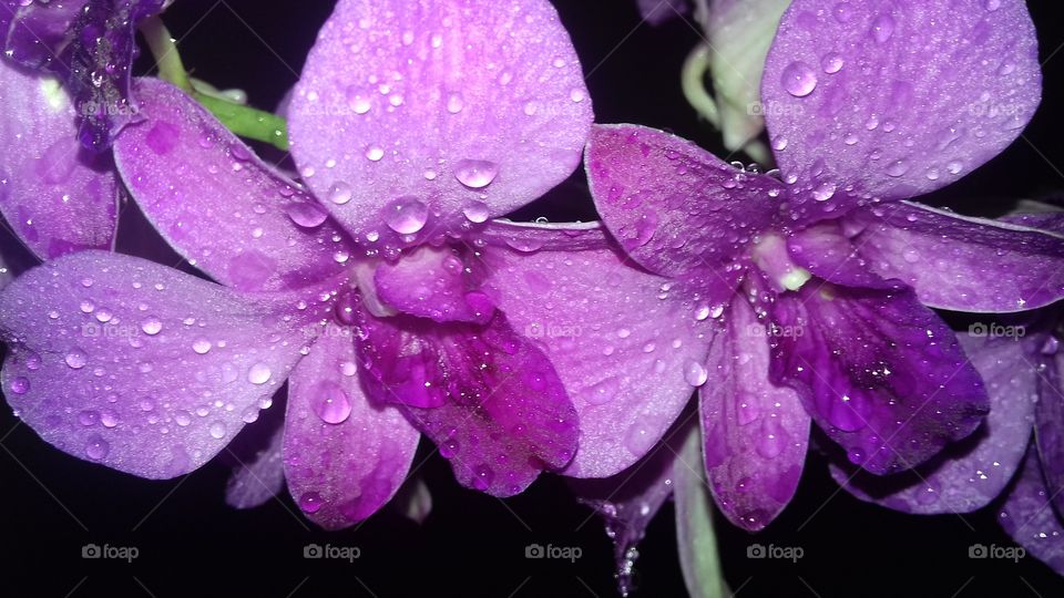 raindrops...blooming orchid