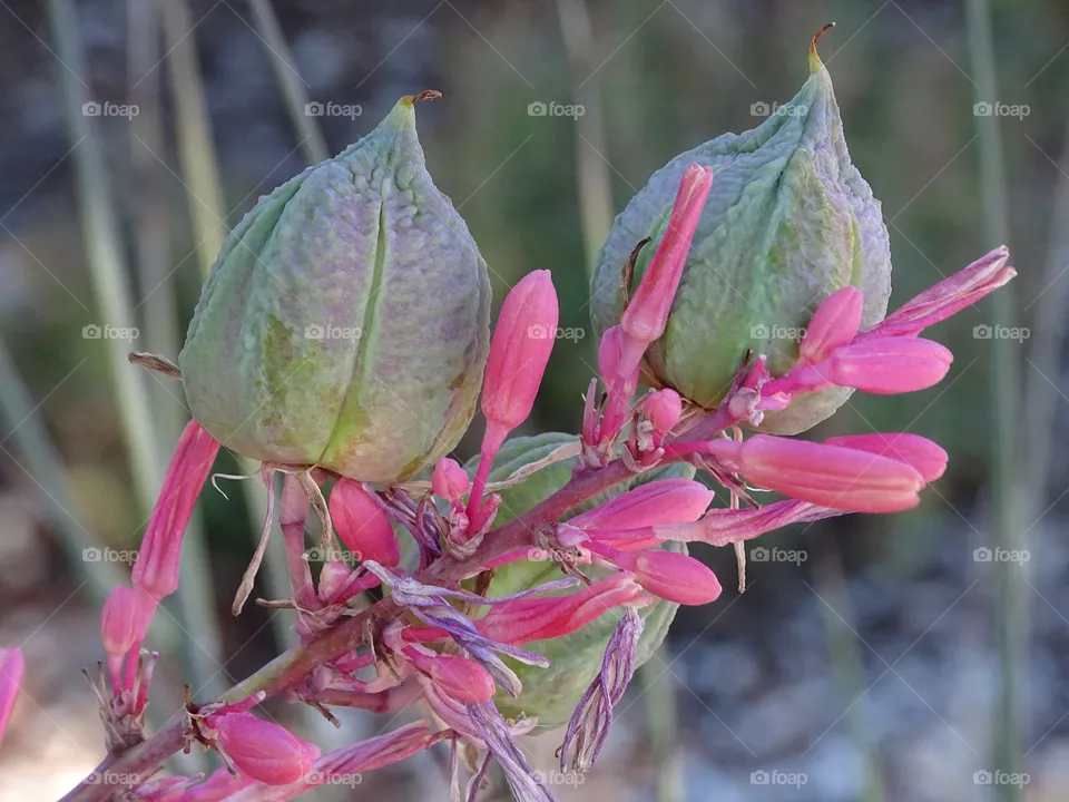 Nature, Flower, Flora, Leaf, Garden