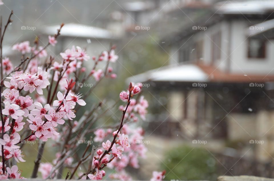 Urban Nature, Plants, Bulgaria