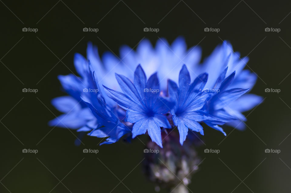 Close-up of blue flower