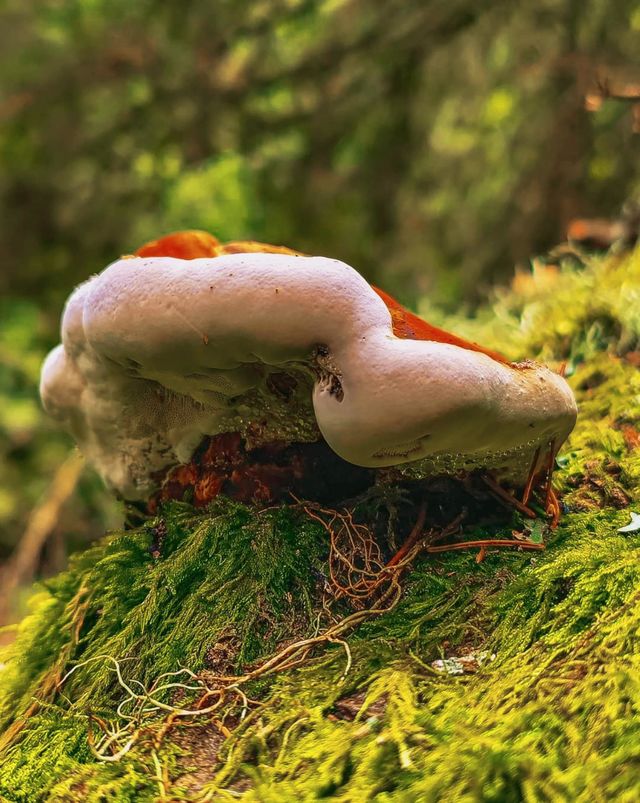 Mystical mashrooms a fungi anventure mission