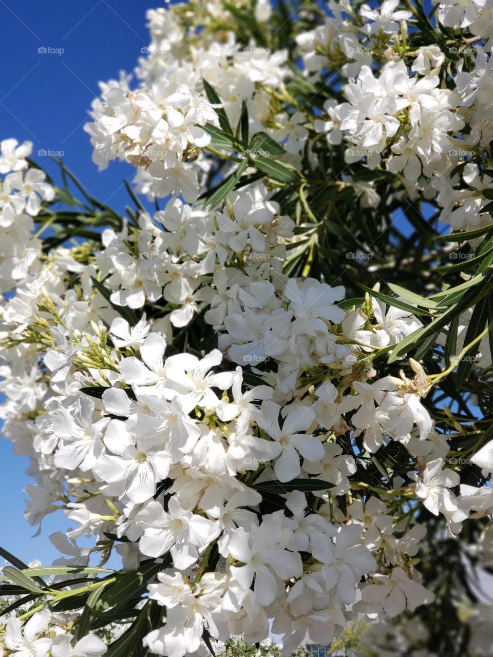white oleander