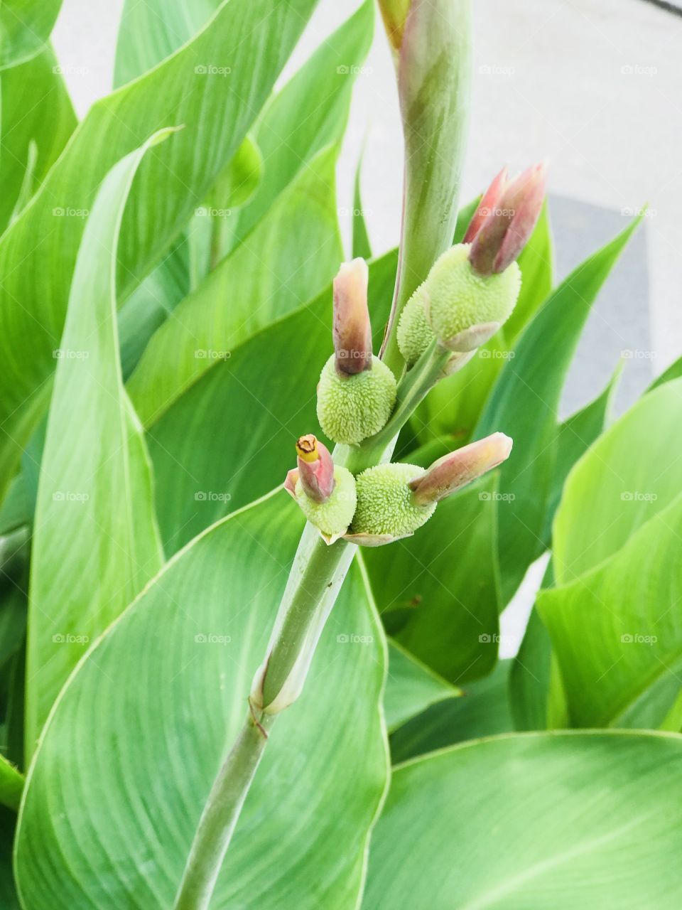 Canna plant  buds and leafs