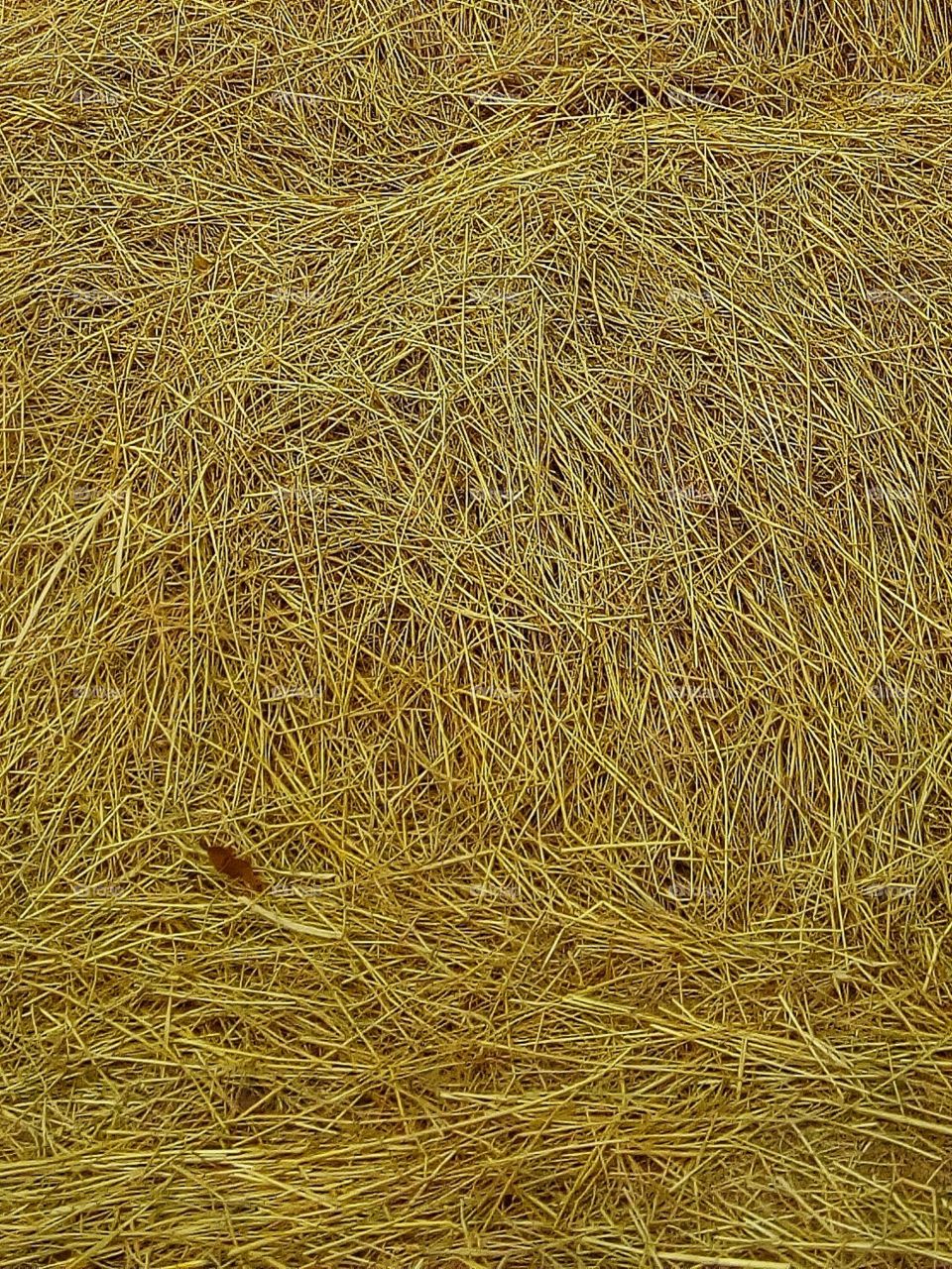 Straw heap, scene, yellow, pile on, harvest background, farmer