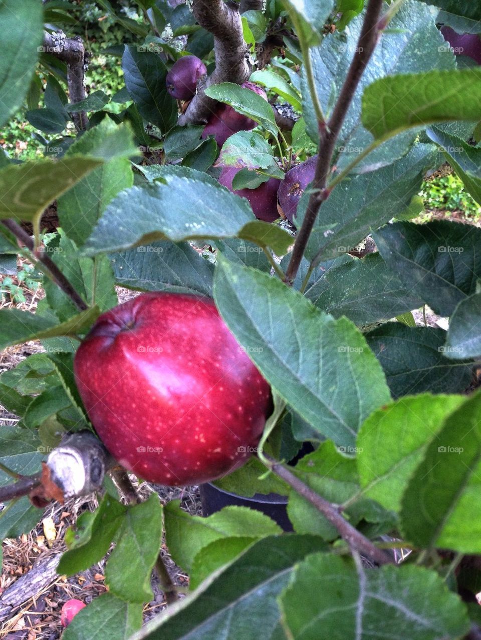 Red Apple tree