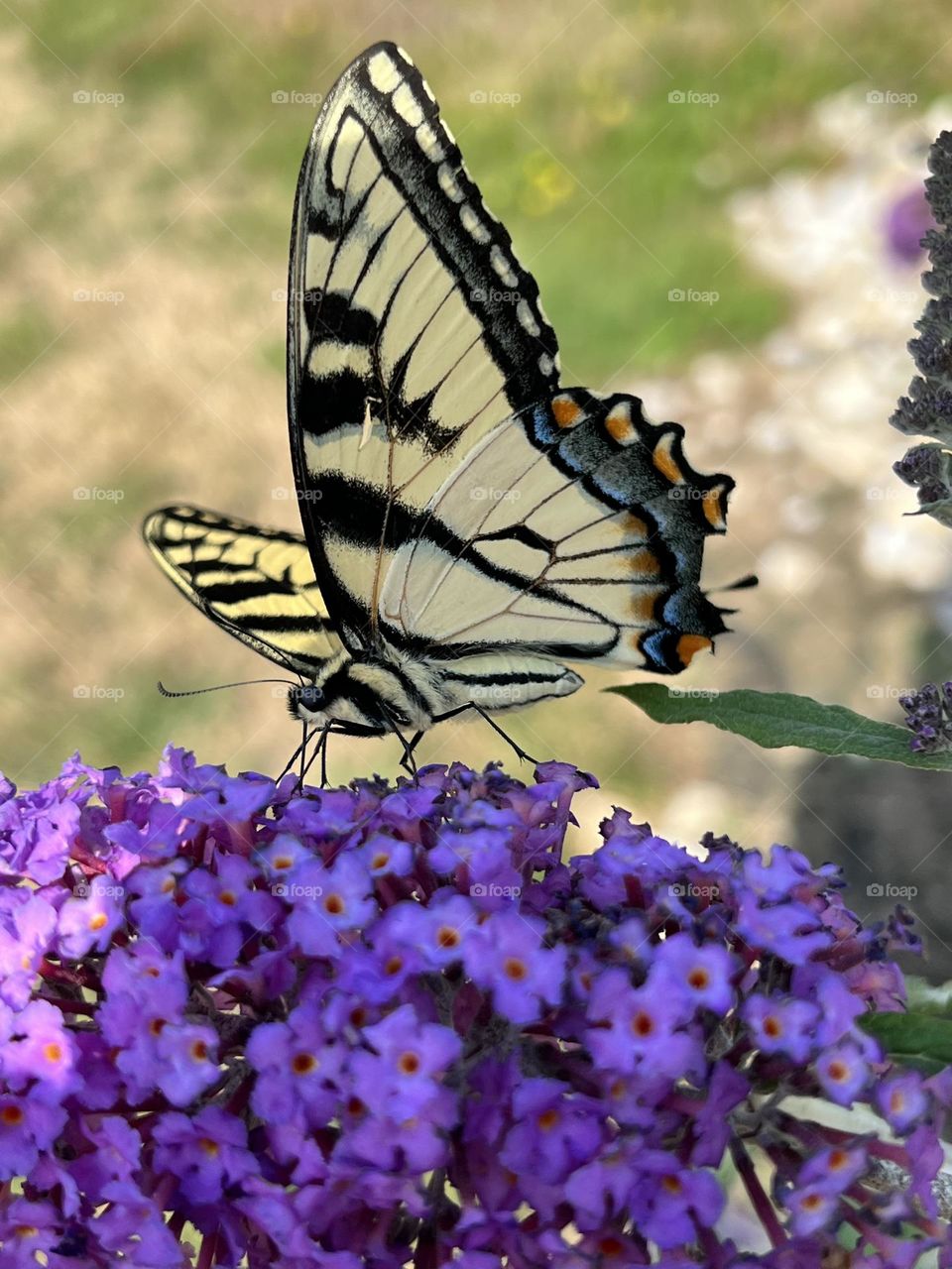 Yellow Tiger Swallowtail 