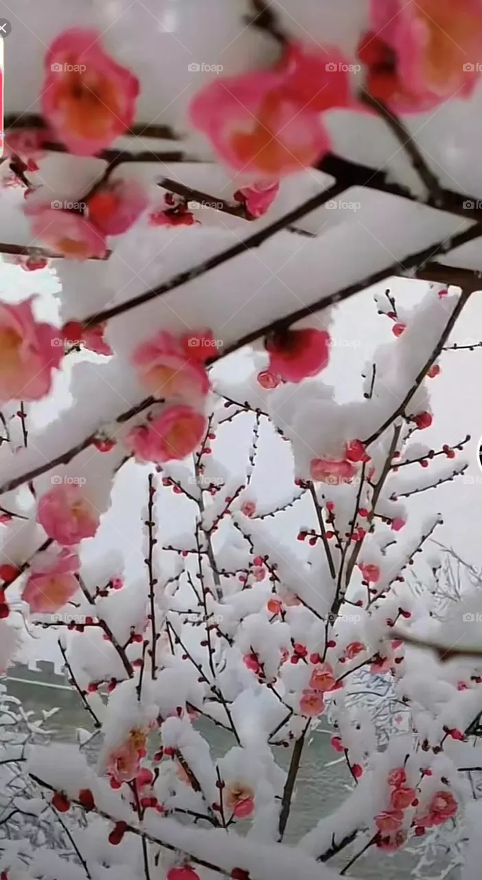 Snow Flowers