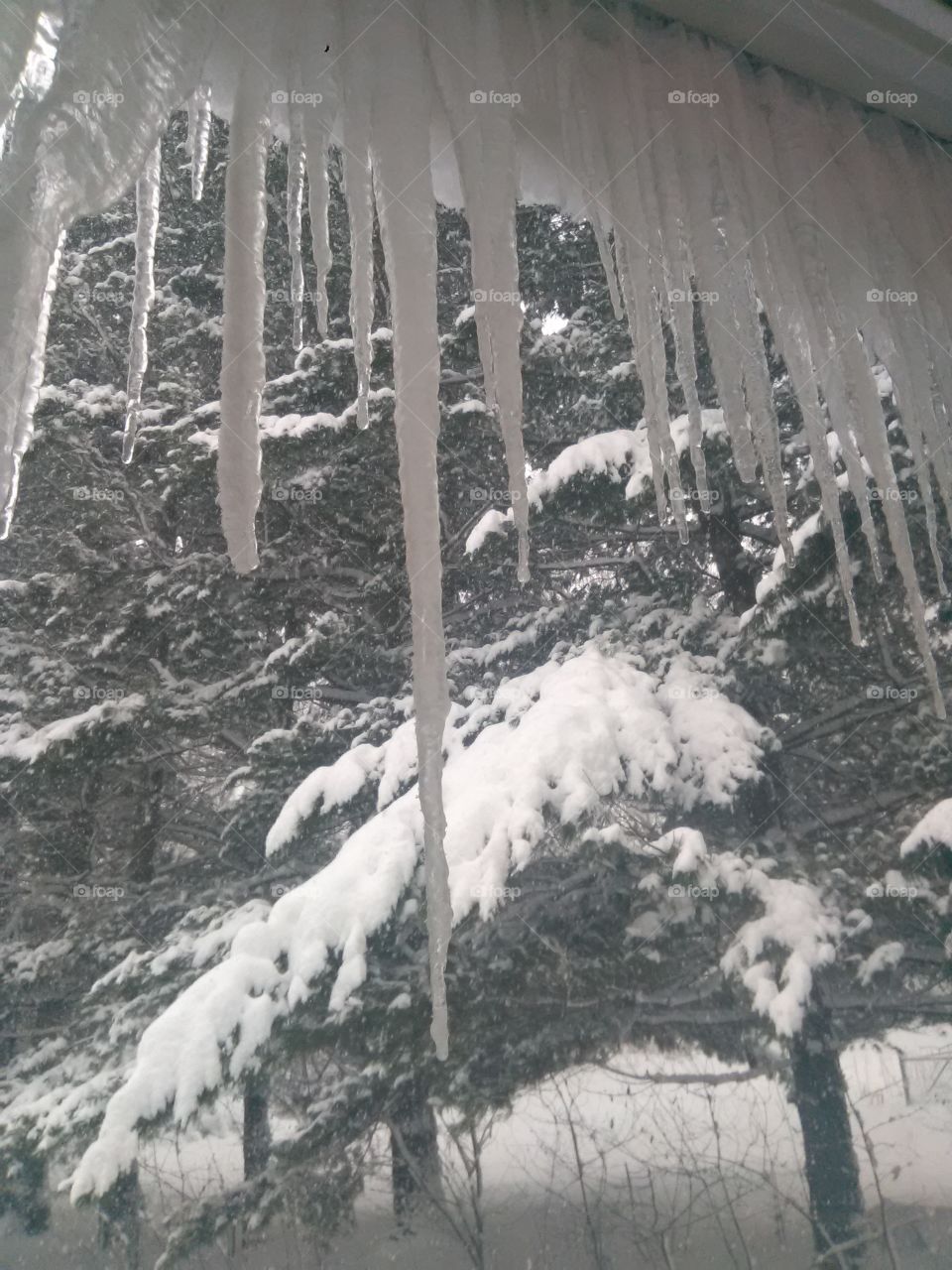 Snow, Winter, Tree, Weather, Cold