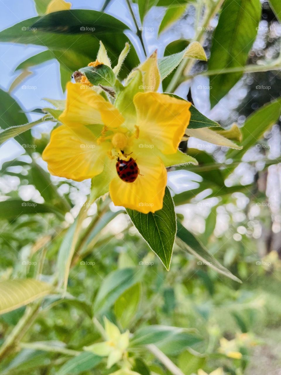 Ladybug on a yellow flower 🐞