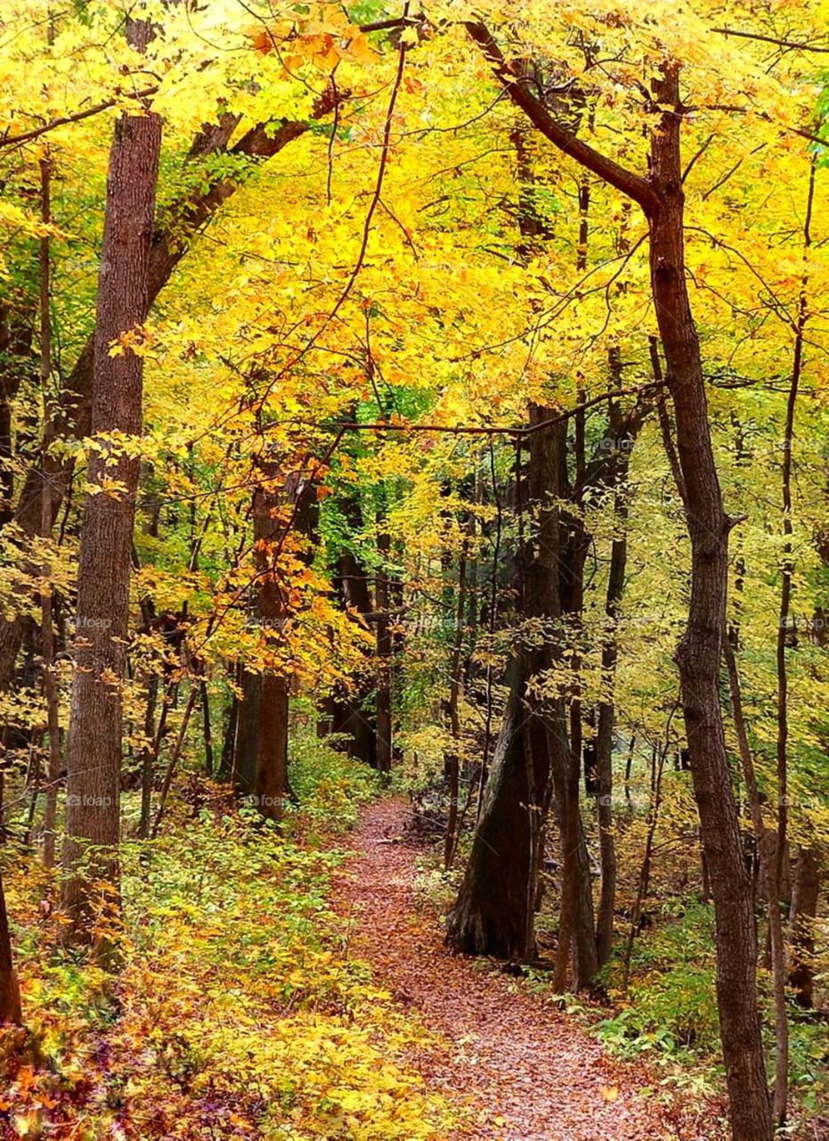 Autumn - Fall - path - hiking trail - woods