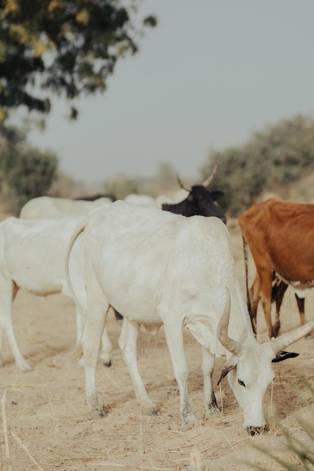 Animals and nature 