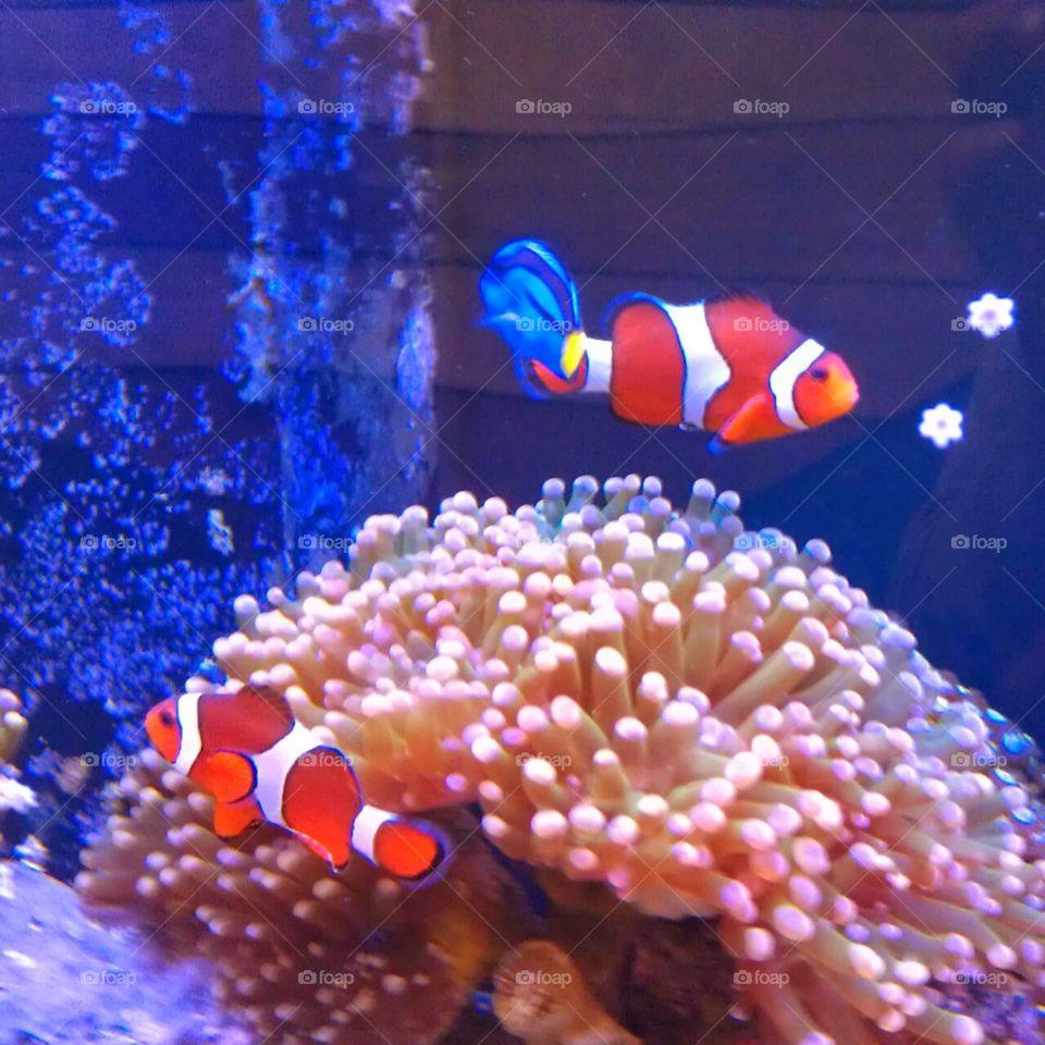 Clown Fish 3