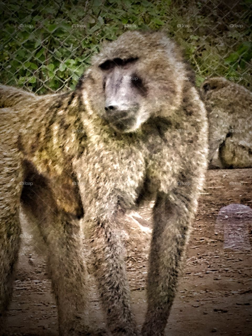 Baboon 