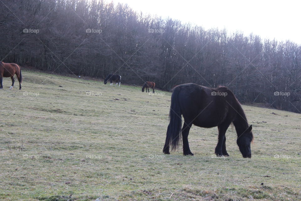 pregnant mare glazing