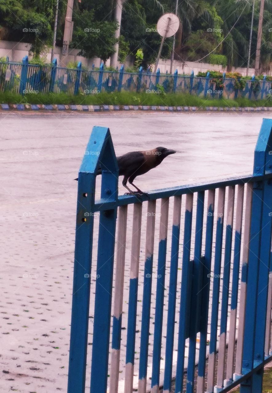 A crow on the footpath beside the road at Kolkata bengal India.