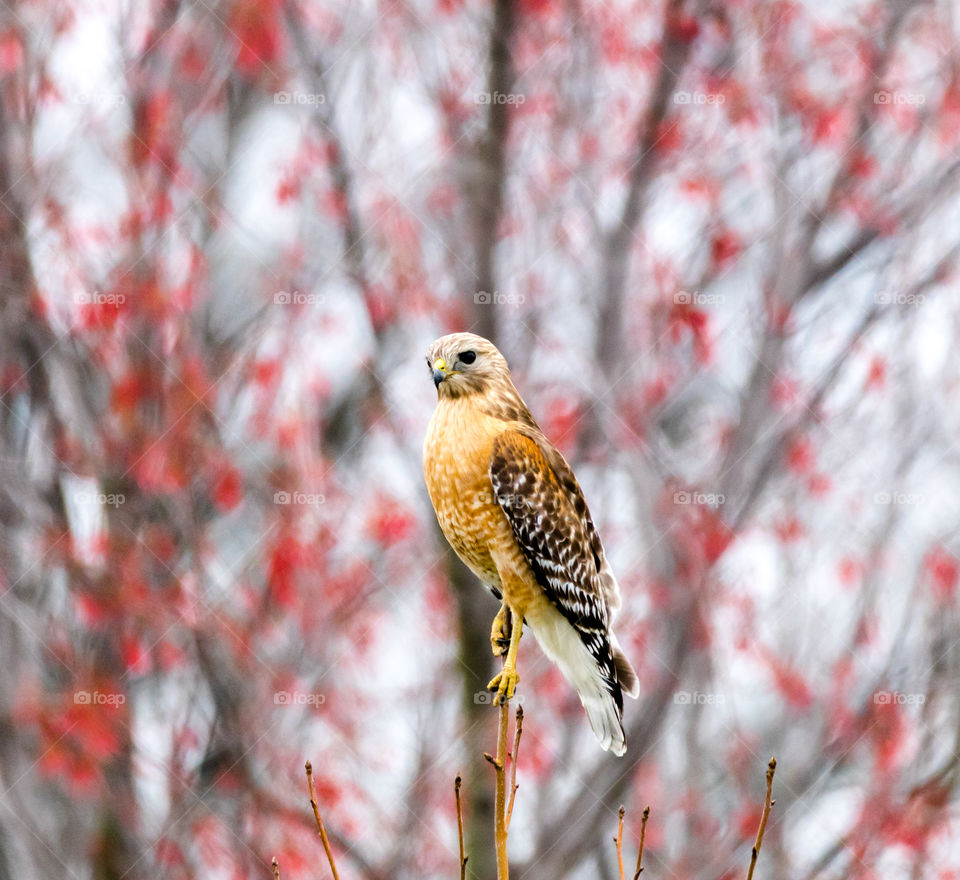 Hawk in a Tree
