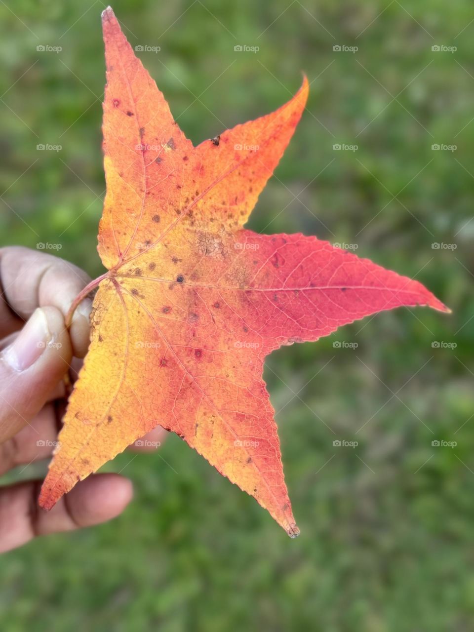 The colors of autumn