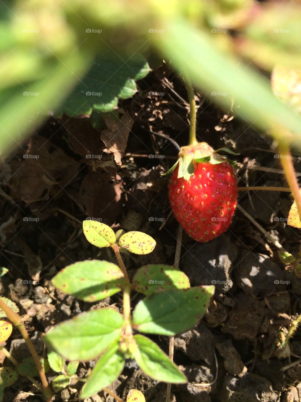 Strawberry in patch