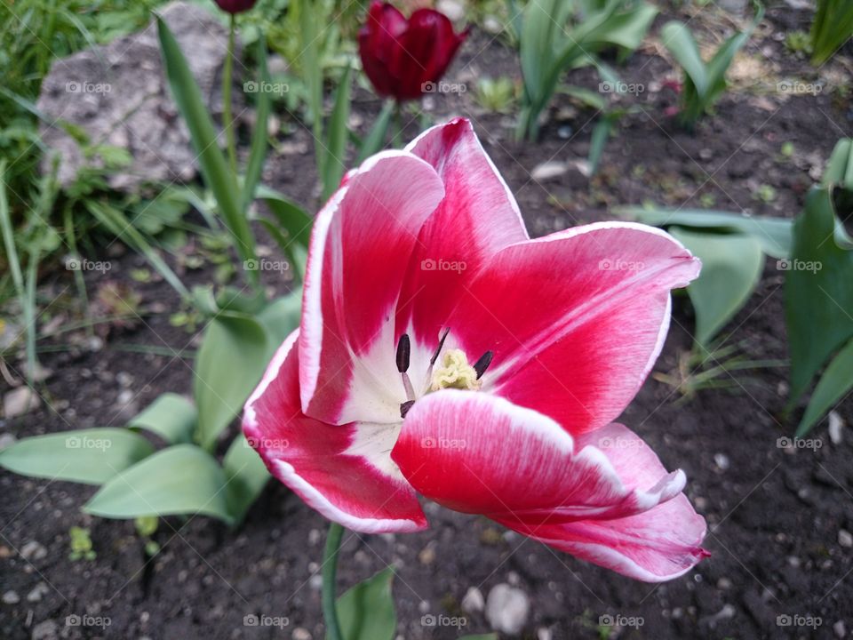 tulip 