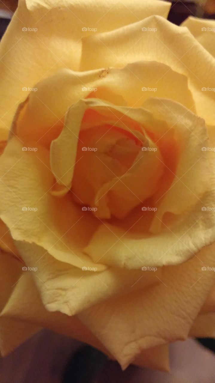 yellow rose. funeral roses