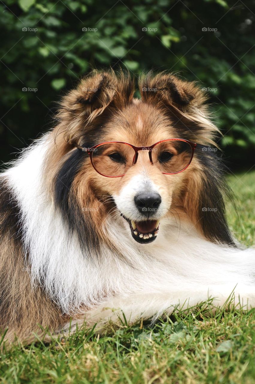 Dog wearing glasses