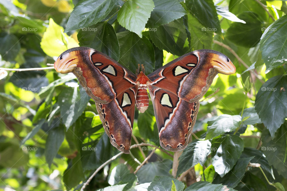 Snake headed butterfly 