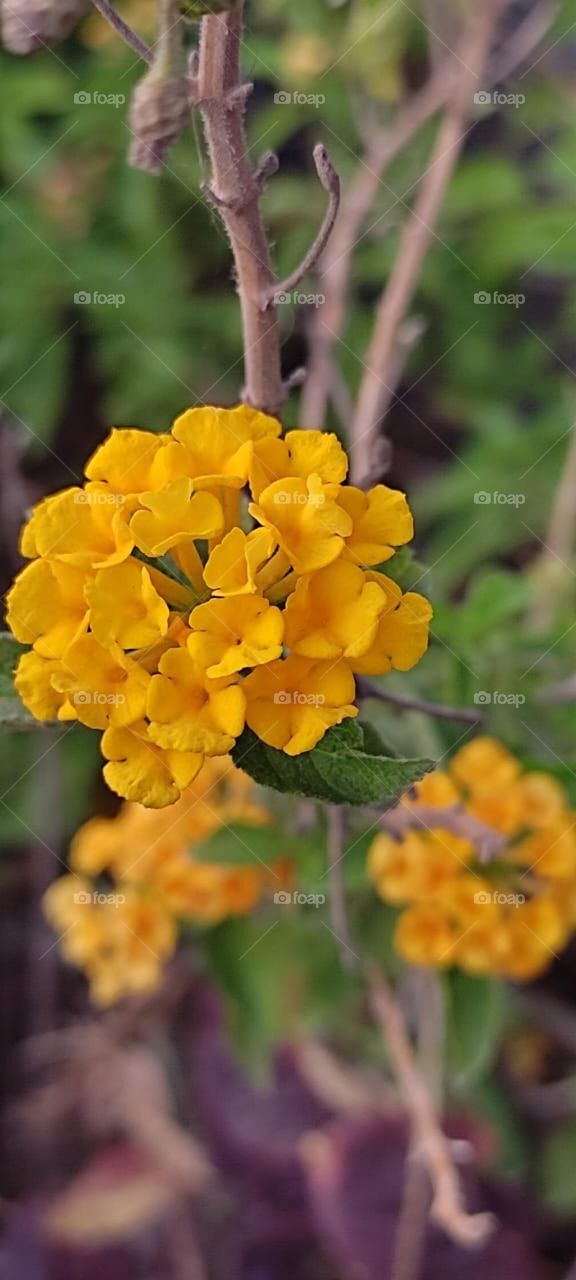Trailing lantana