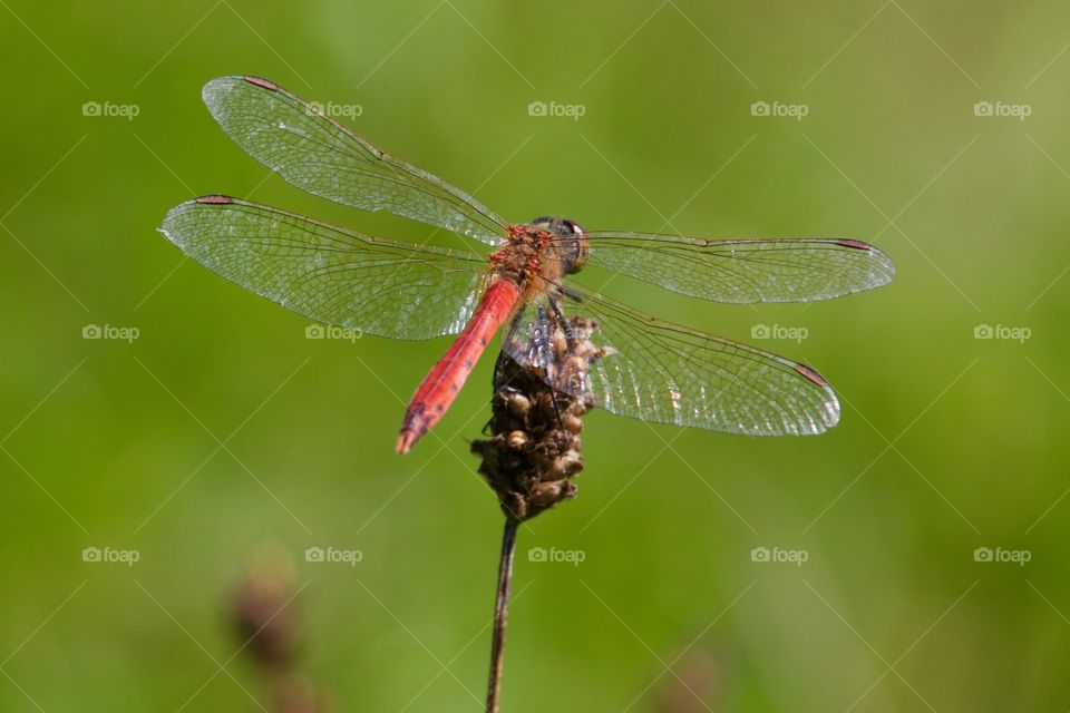 Red dragonfly on plant