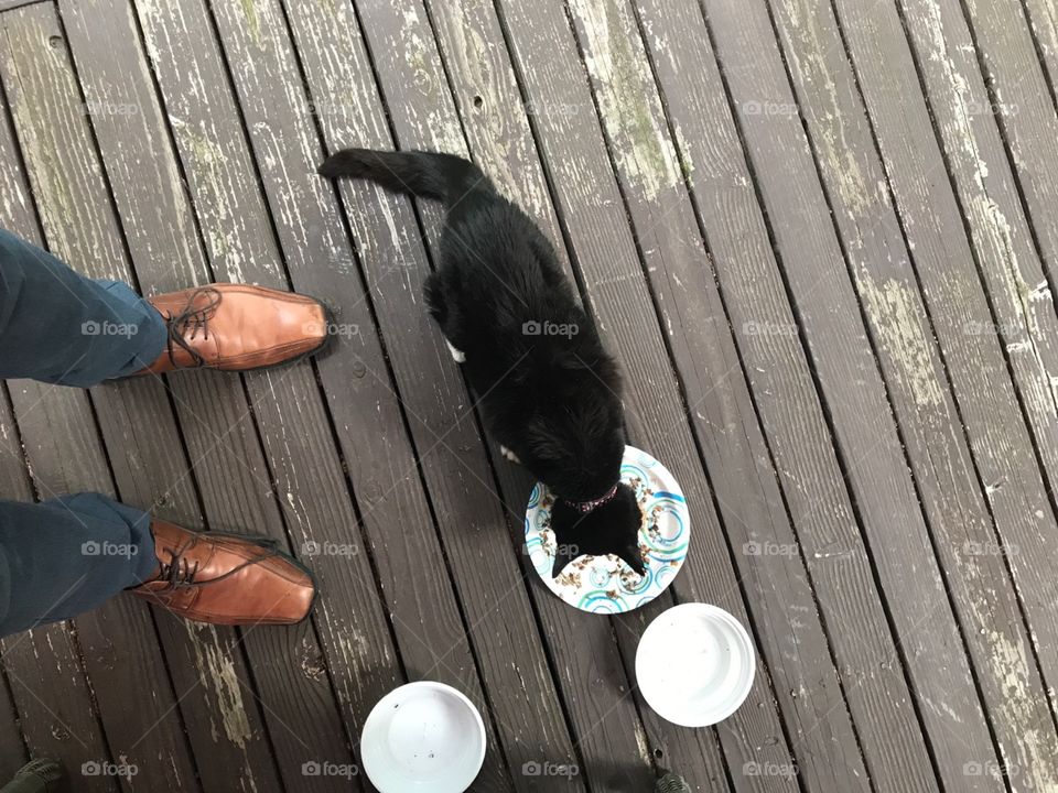 Man feeding a homeless cat.