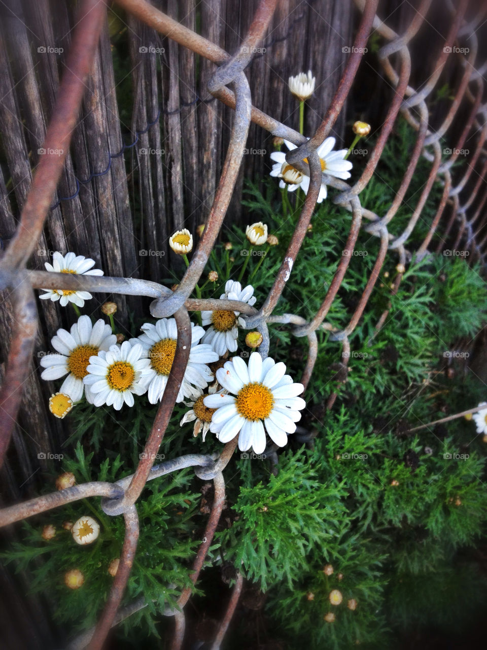 california green flowers plants by analia