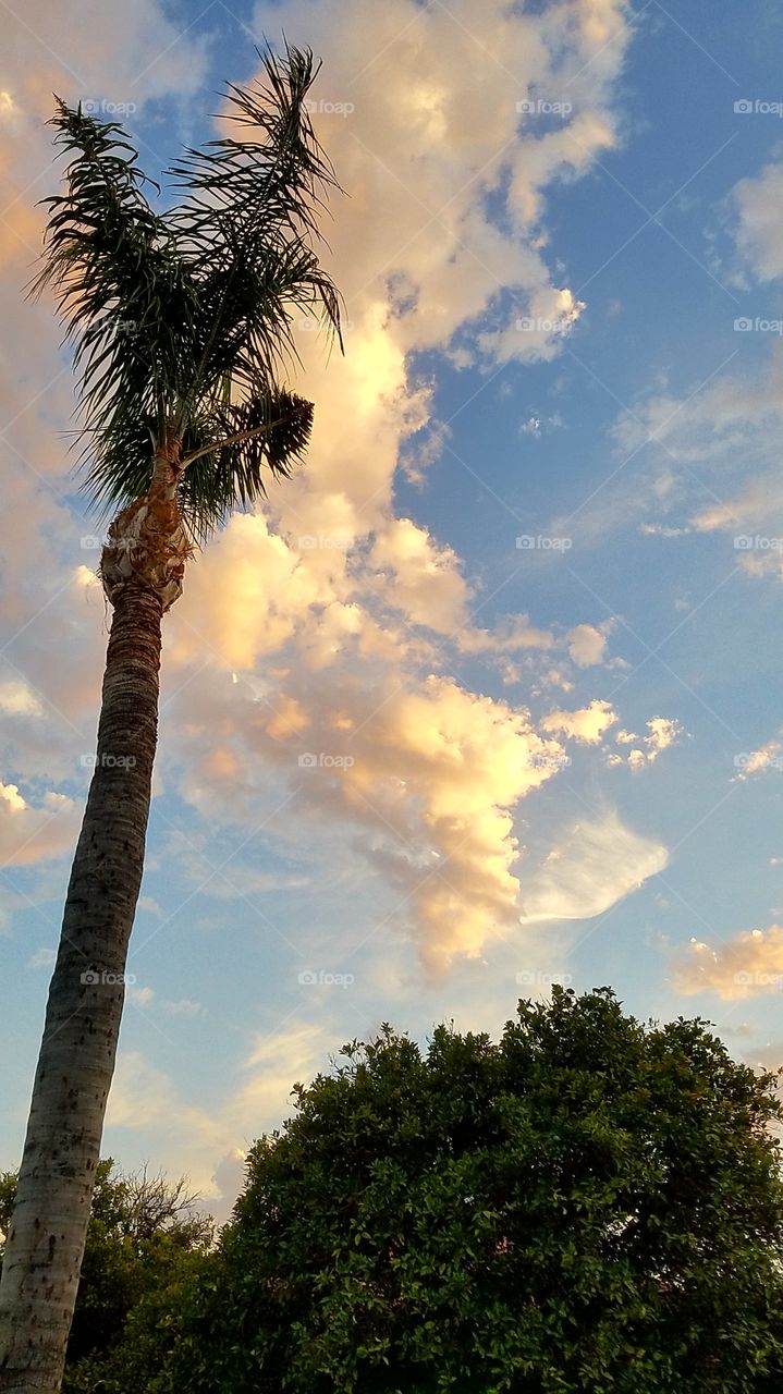 palm tree gold clouds