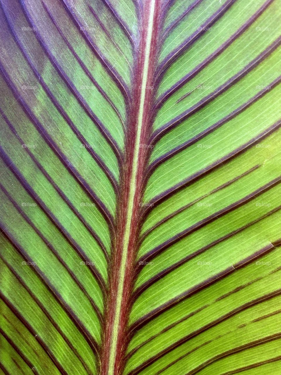 Spine of a leaf