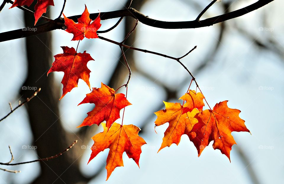 Autumn leaves on branch