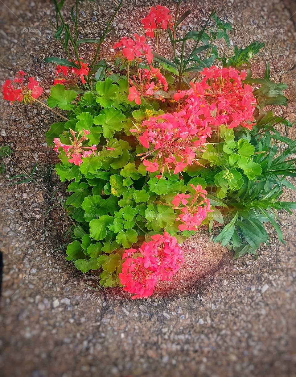 A chuva faz as plantas agradecer pela água que traz vida ,essa está em fase de crescimento