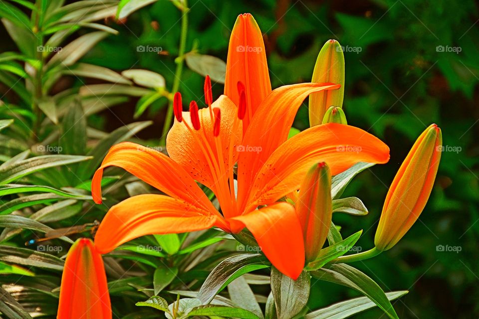 Tiger lily 4