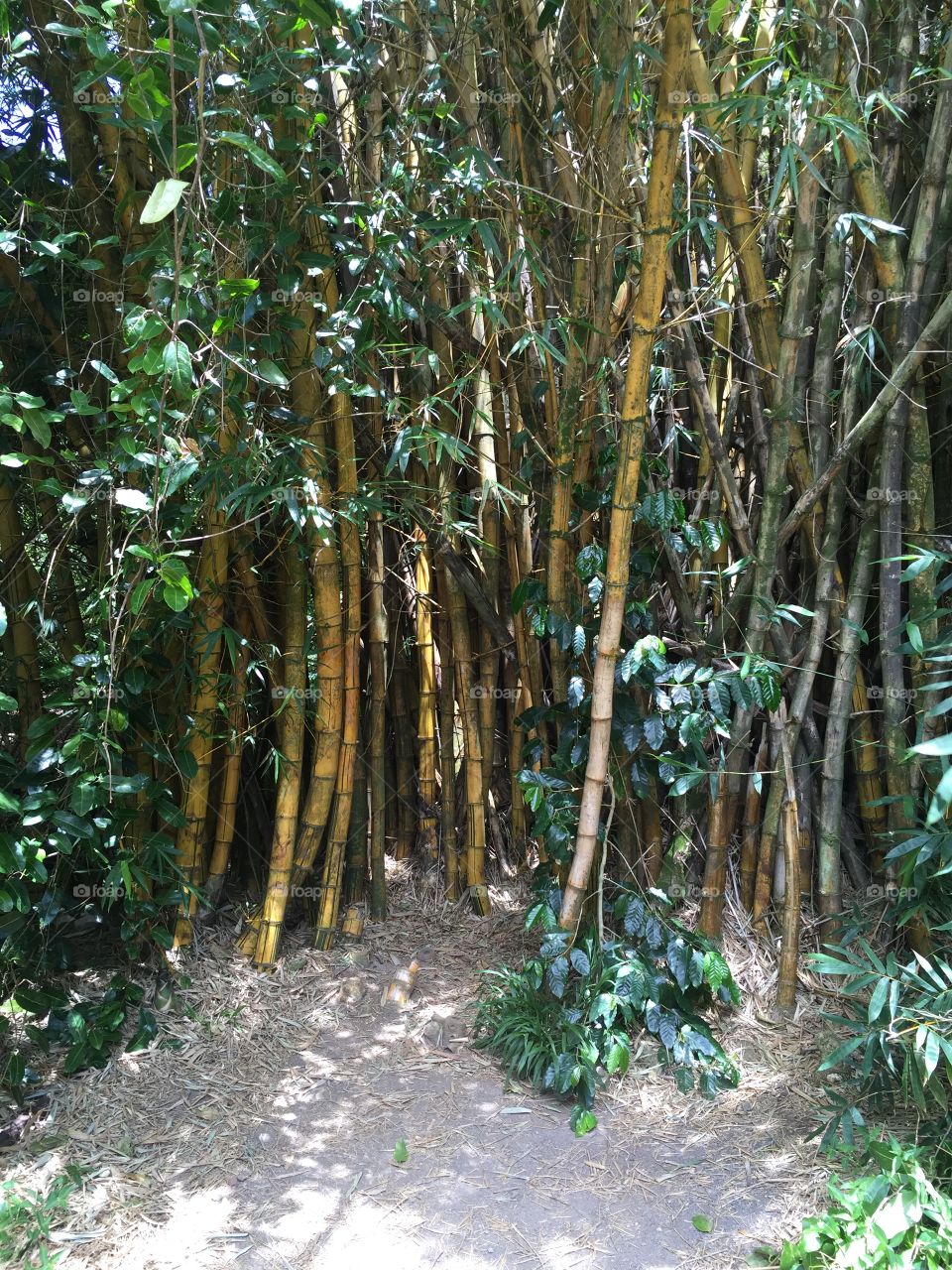 Bamboo in the jungle