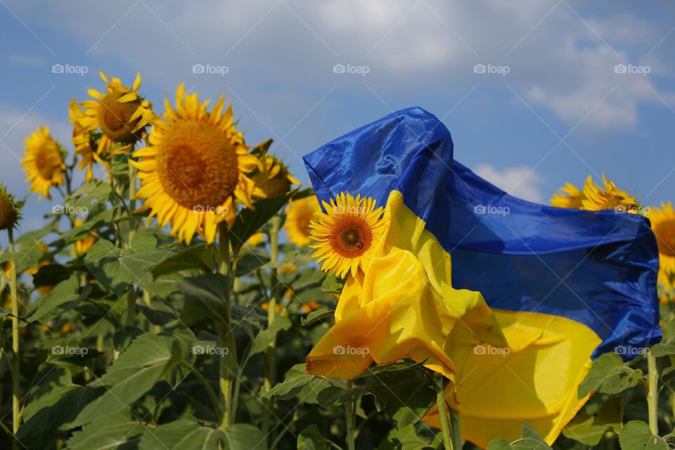 a beautiful yellow-blue flag M lies on yellow sunflowers, a large field with sunflowers