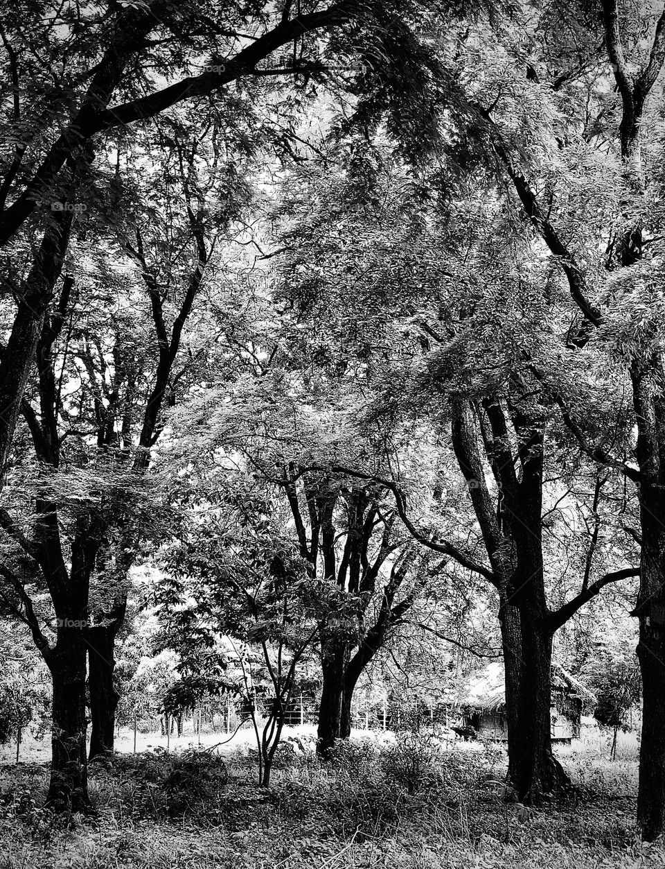 Am I out of the woods?