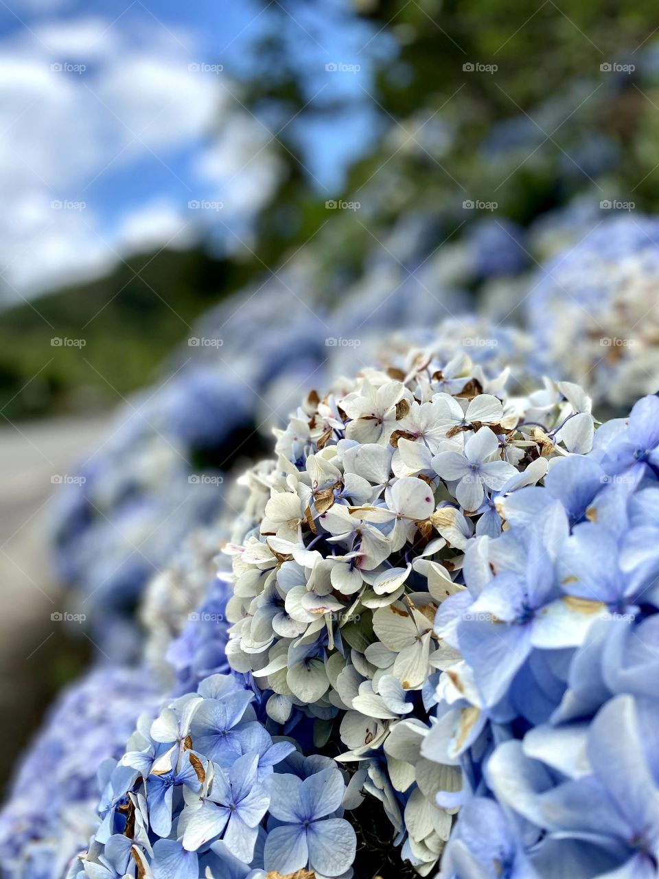 Lilac flower