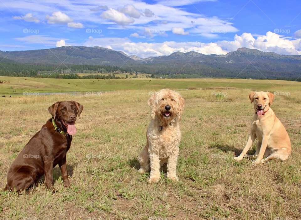 Chocolate Labrador, Goldendoodle, and Yellow Labrador posing for a photo in front of a beautiful mountain backdrop. 