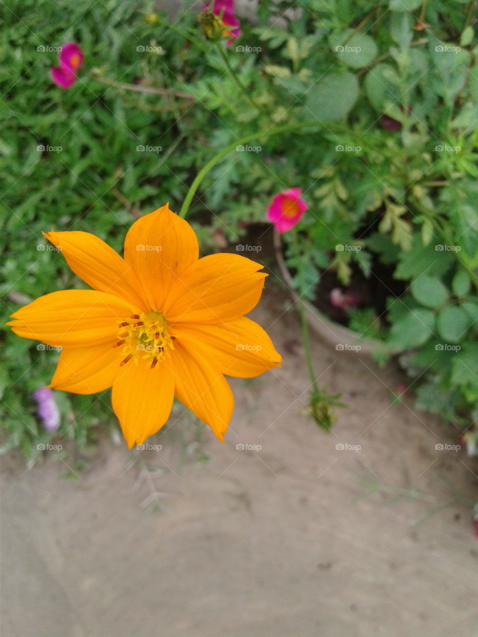 flower