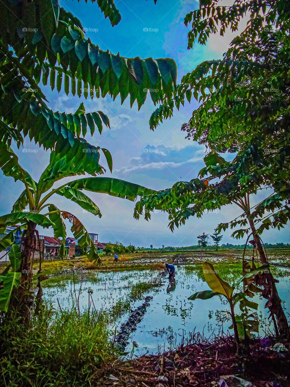 view of the rice fields in the morning