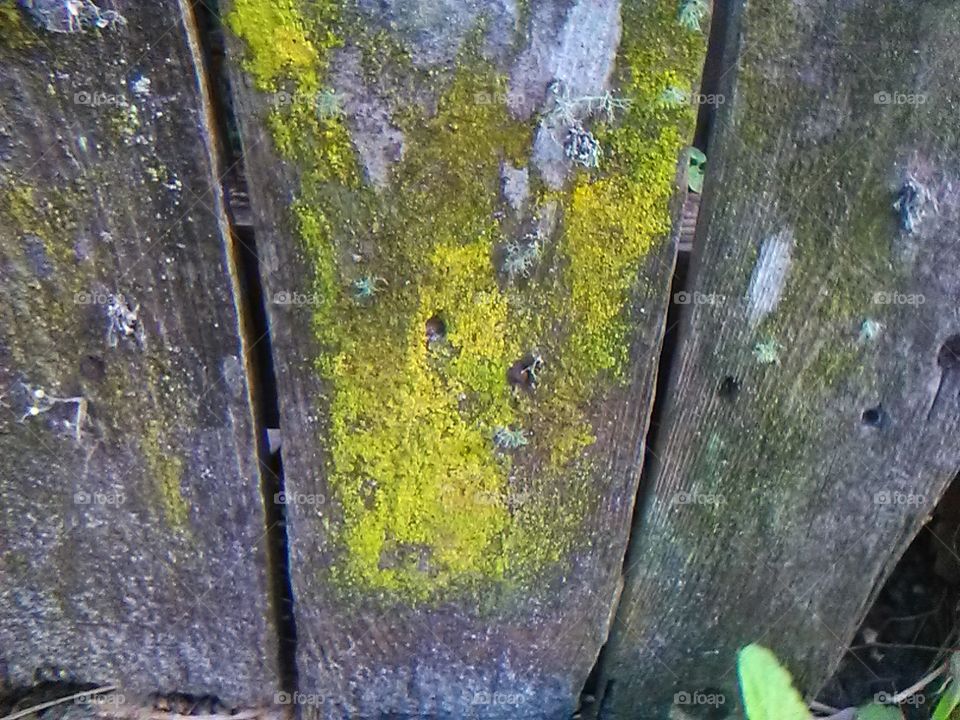fence lichen